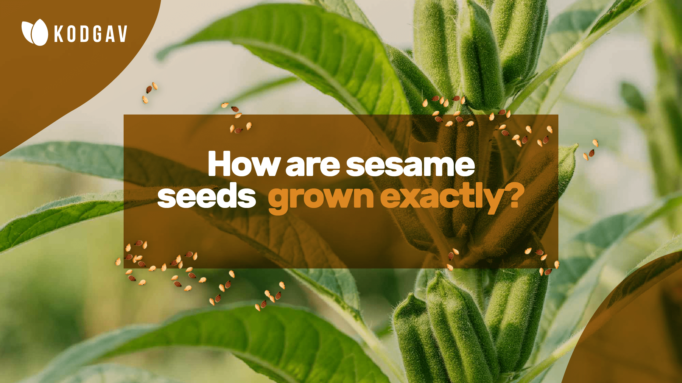 How are sesame seeds grown exactly?